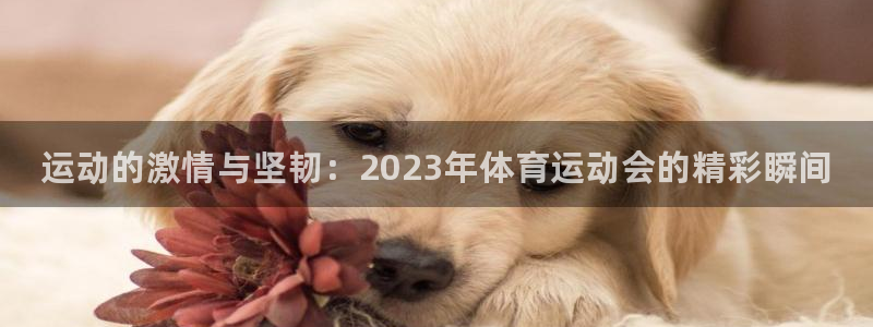 JJB竞技宝官方正版app集团官网首页：运动的激情与坚韧：2